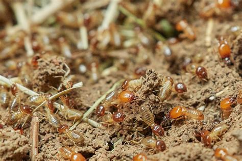 The Remarkable Infestation of Termites in Our Residences and Gardens