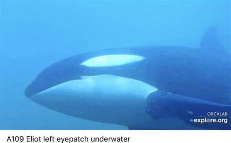 The Remarkable Intelligence of Orca Whales: Astonishing Revelations