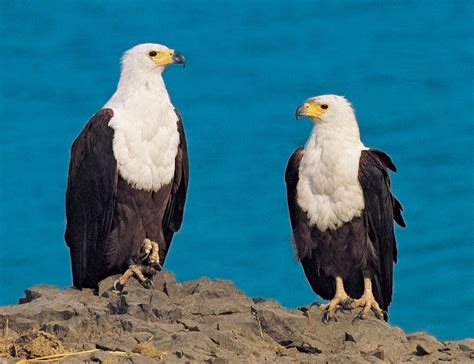 The Remarkable Physical Attributes of the Majestic Fish Eagle