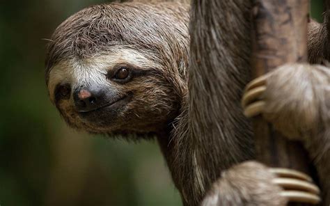 The Remarkable Sluggish Movements of Infant Sloths