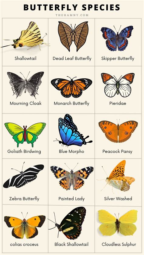 The Remarkable Variety of Butterfly Species