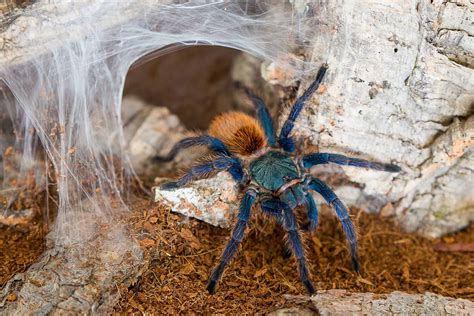 The Remarkably Gentle Nature of Small Tarantulas