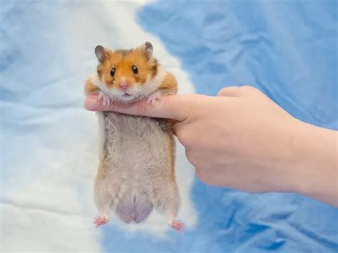 The Reproductive Anatomy of Hamsters: A Closer Look