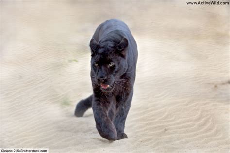 The Responsibility of Caring for a Melanistic Panther: Challenges and Rewards of This Unique Companion