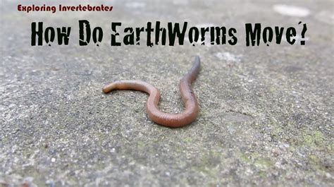 The Revolution Begins: Exploring the Ambitious Quest for Earthworm Eradication