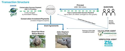 The Rhino Bond: Building a Connection with Your Majestic Companion