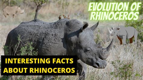 The Rhinoceros's Prehistoric Roots: Exploring the History of This Majestic Creature