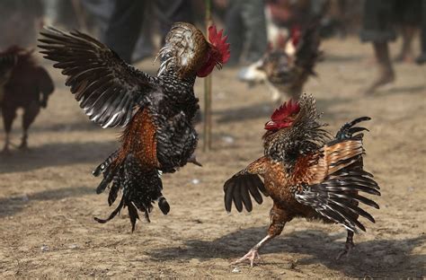 The Rigorous Training of Combatant Roosters