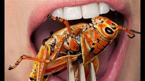 The Rise of Entomophagy: Exploring the Trend of Consuming Insects