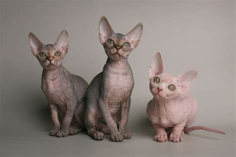 The Rising Popularity of Hairless Feline Companions: Why an Increasing Number of Individuals Are Opting for Them as Pets