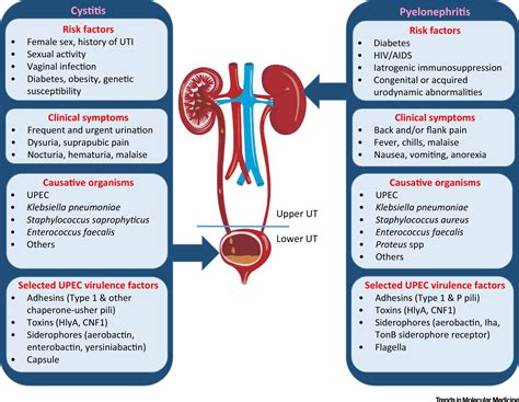 The Road to Recovery: Follow-up Care and Long-Term Outlook for Renal Infection