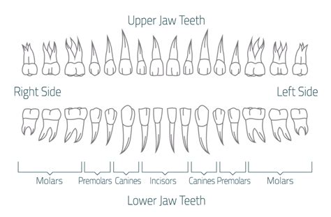 The Role of Additional Teeth in Ensuring Adequate Chewing and Digestion