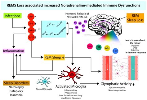 The Role of Biology and Neurochemistry in the Importance of Claustrophobic Dreams