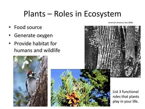 The Role of Chestnut Stags in the Ecosystem