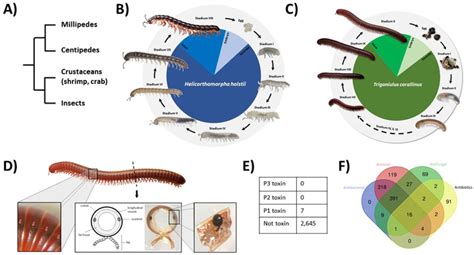 The Role of Enormous Myriapods in Ecosystems: Ally or Adversary?