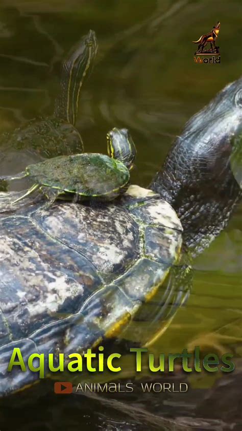 The Role of Enormous Snapping Turtles in Ecosystems: The Predatory Impact on Aquatic Communities