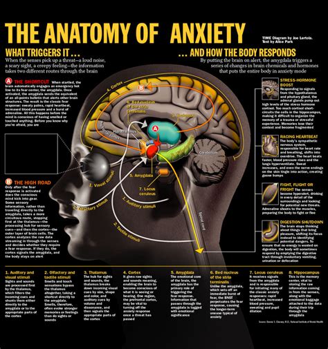 The Role of Fear and Anxiety