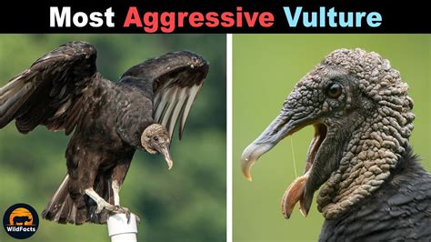 The Role of Fear and Anxiety in Dreaming of a Vulture's Aggressive Act