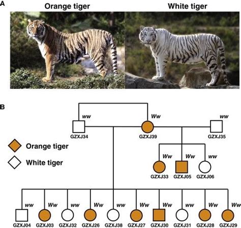 The Role of Genetics in a Tiger's Beauty: Understanding the Science Behind It