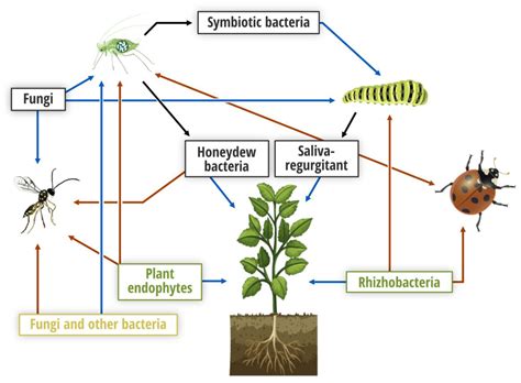 The Role of Insects in Advancing Medical Research and Development of Treatments