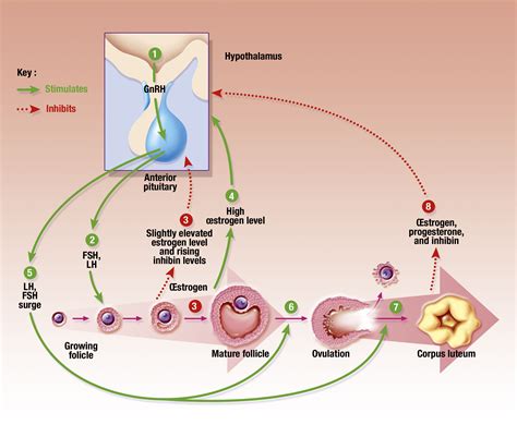 The Role of Males in Embracing and Uplifting the Menstrual Cycle within Places of Worship