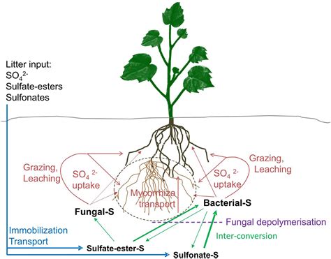 The Role of Microorganisms in the Enigma of Scorched Turf