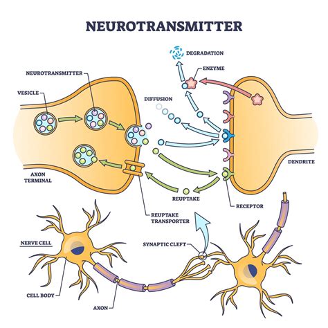 The Role of Neurotransmitters in Dream Formation