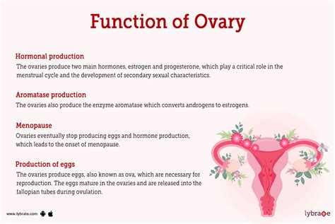 The Role of Ovaries in Female Reproduction