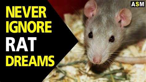 The Role of Rats as Messengers in Dreams