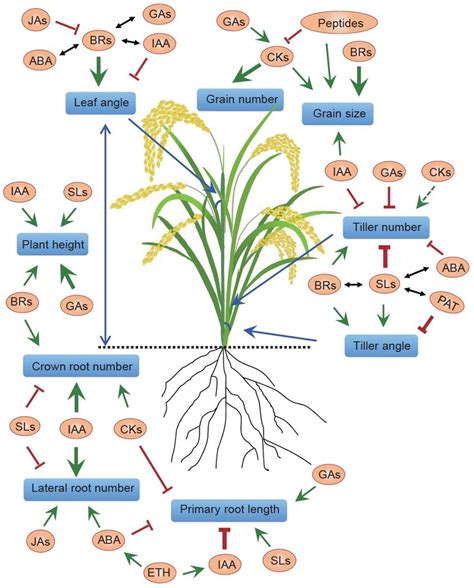 The Role of Rice in Dreams: Growth and Fertility