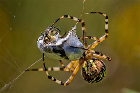 The Role of Spiders in Ecosystems: Nature's Pest Control Experts