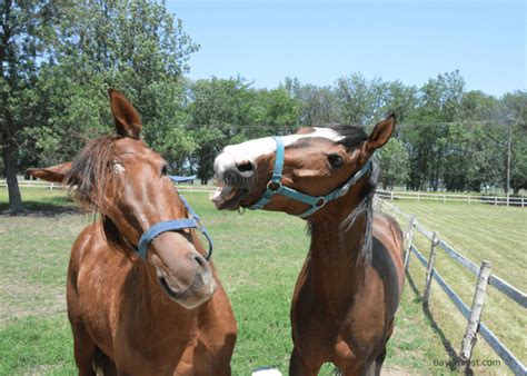 The Role of Stallions in Horse Breeding and Genetics