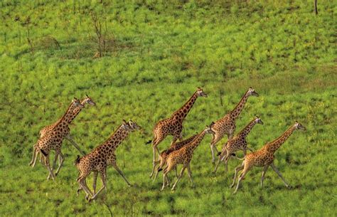 The Role of Technology: Innovations in Giraffe Conservation