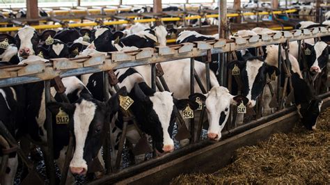 The Role of Technology in Dairy Farms