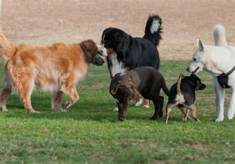 The Role of Training and Socialization in Cultivating Well-Mannered Enormous Canines