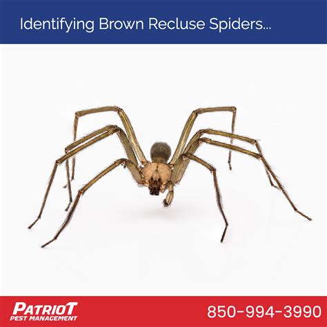 The Role of the Elusive Brown Recluse Spider in the Ecosystem