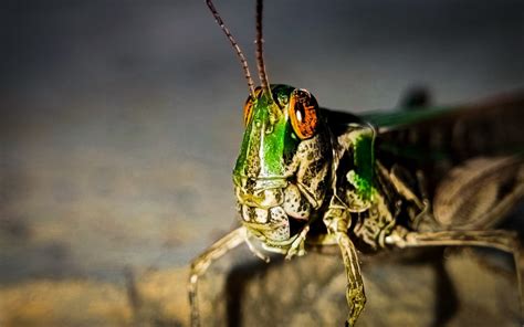 The Role of the Grasshopper in Mythology and Folklore: Tales of Transformation and Wisdom