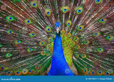 The Role of the Peacock Dance in Courtship and Mating