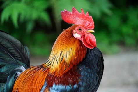 The Rooster's Significance in Ancient Civilizations