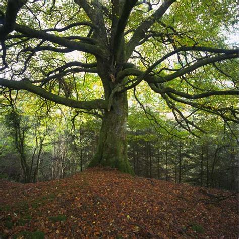 The Sacred Oak: Mystical Beliefs and Legends Surrounding this Majestic Tree