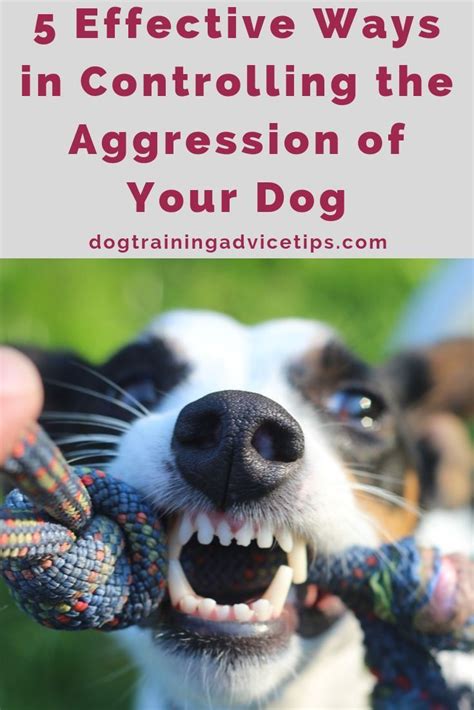 The Science Behind Aggressive Dog Behavior: Unmasking the Motivation