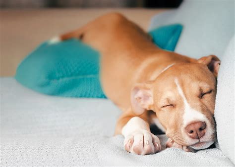 The Science Behind Canine Dreaming and Disturbing Sleep Experiences