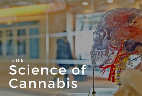 The Science Behind Cannabis: How Does It Function?