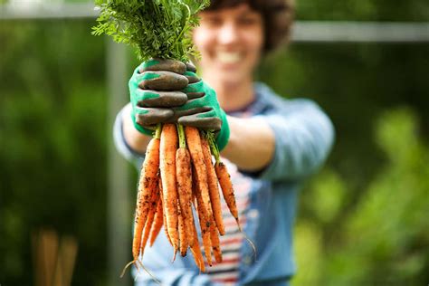 The Science Behind Cultivating Enormous Carrots