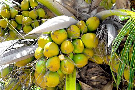 The Science Behind Cultivating and Harvesting Coconut Palm Seeds