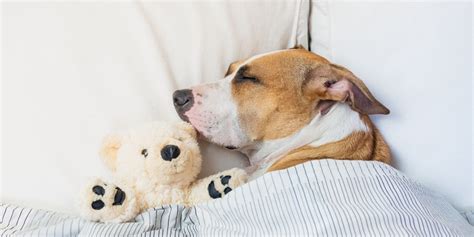 The Science Behind Dog Dreams