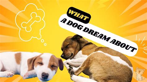 The Science Behind Dogs' Sleeping Patterns