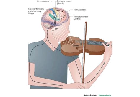 The Science Behind Dreams of Musical Instruments