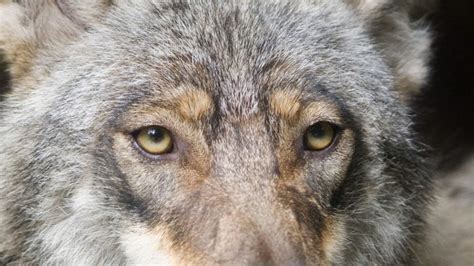 The Science Behind Eye Color in Wolves