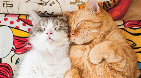 The Science Behind Feline Friendship